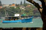 ID 11936 SOUTHERN CROSS (Reg. No. 5884) -  a fishing boat based in Whitianga, Coromandel, seen passing Devonport as shemakes her way in to port at Auckland.