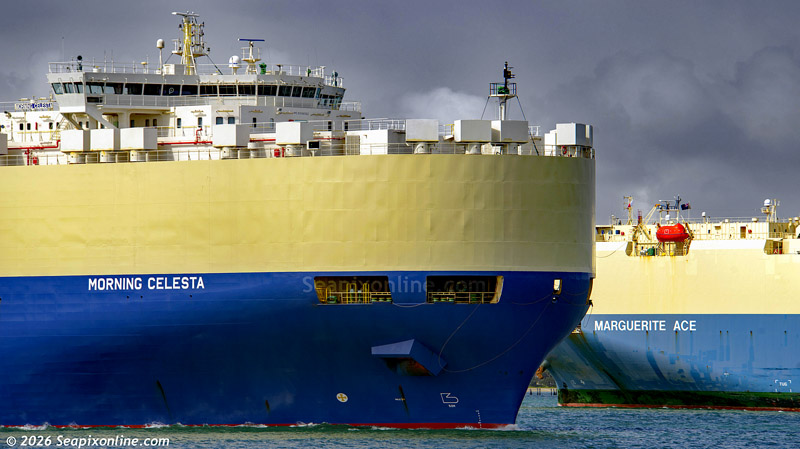 Morning Celesta, Marguerite Ace 9336062, 9426386 ID 14746
