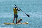ID 11971 A paddleboarder and his trust friend head out for a spell on the flat calm harbour, Narrow Neck Beach, Auckland.